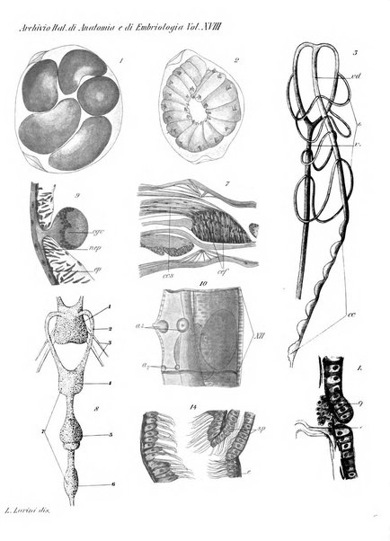 Archivio italiano di anatomia e di embriologia