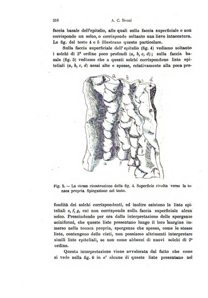 Archivio italiano di anatomia e di embriologia