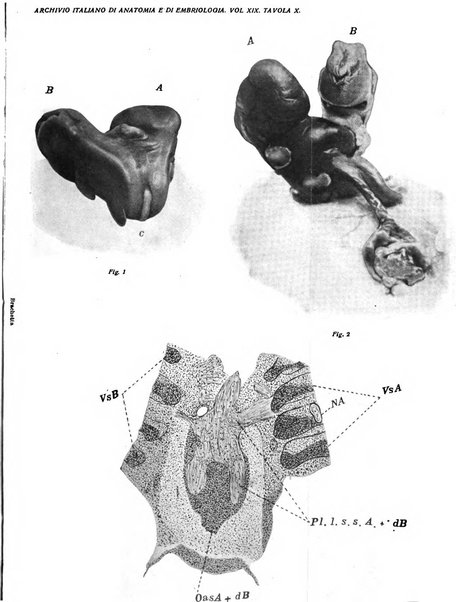 Archivio italiano di anatomia e di embriologia