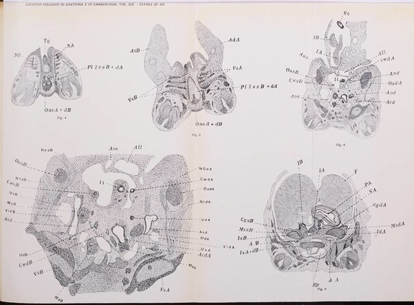 Archivio italiano di anatomia e di embriologia