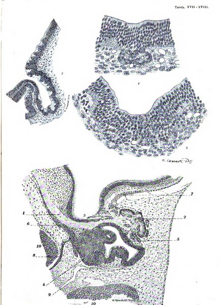 Archivio italiano di anatomia e di embriologia