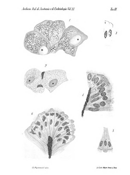 Archivio italiano di anatomia e di embriologia