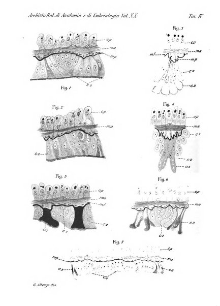 Archivio italiano di anatomia e di embriologia