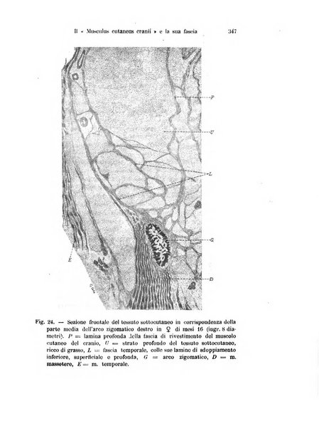 Archivio italiano di anatomia e di embriologia