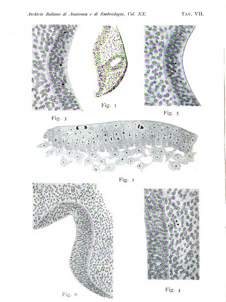 Archivio italiano di anatomia e di embriologia