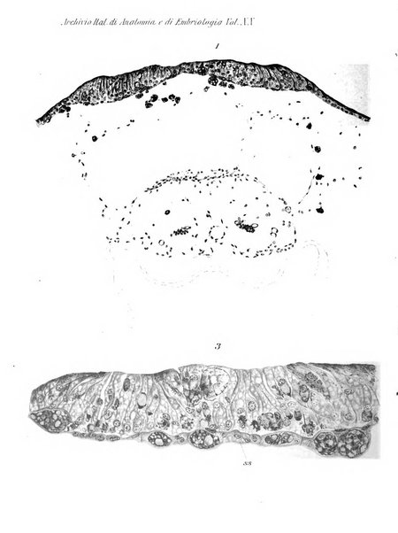 Archivio italiano di anatomia e di embriologia