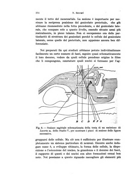 Archivio italiano di anatomia e di embriologia