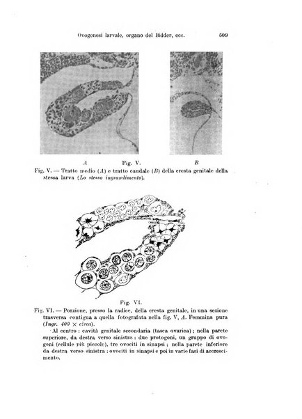 Archivio italiano di anatomia e di embriologia