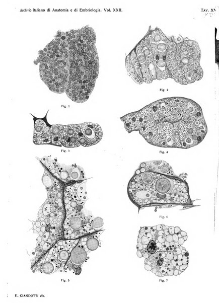 Archivio italiano di anatomia e di embriologia