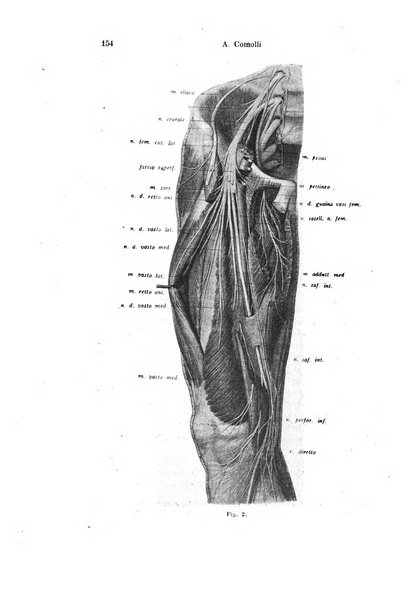 Archivio italiano di anatomia e di embriologia