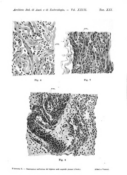 Archivio italiano di anatomia e di embriologia