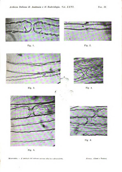 Archivio italiano di anatomia e di embriologia