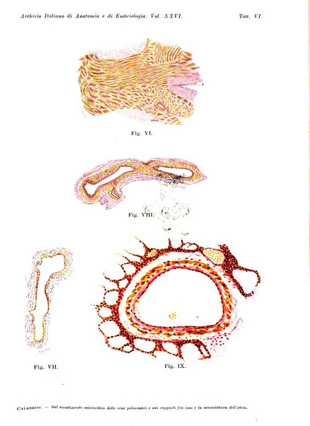 Archivio italiano di anatomia e di embriologia