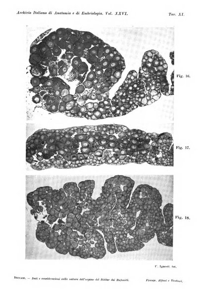 Archivio italiano di anatomia e di embriologia
