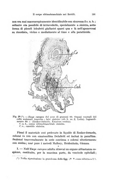 Archivio italiano di anatomia e di embriologia