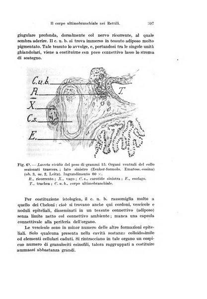 Archivio italiano di anatomia e di embriologia