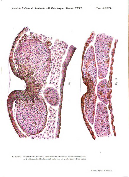 Archivio italiano di anatomia e di embriologia
