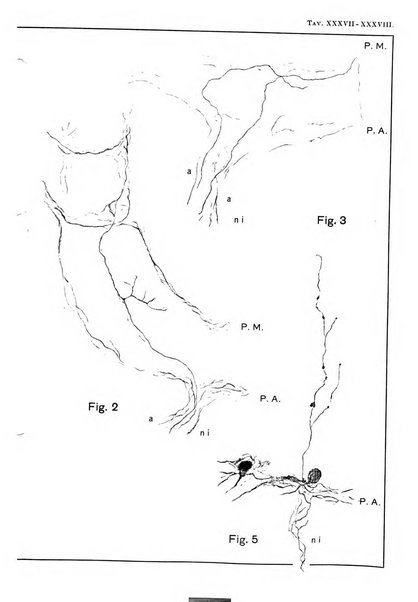 Archivio italiano di anatomia e di embriologia