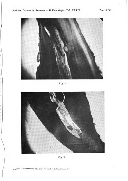 Archivio italiano di anatomia e di embriologia