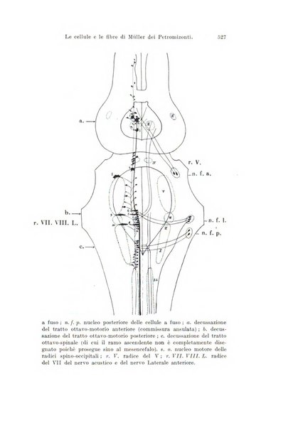 Archivio italiano di anatomia e di embriologia