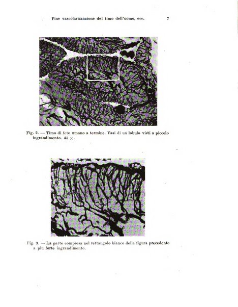 Archivio italiano di anatomia e di embriologia