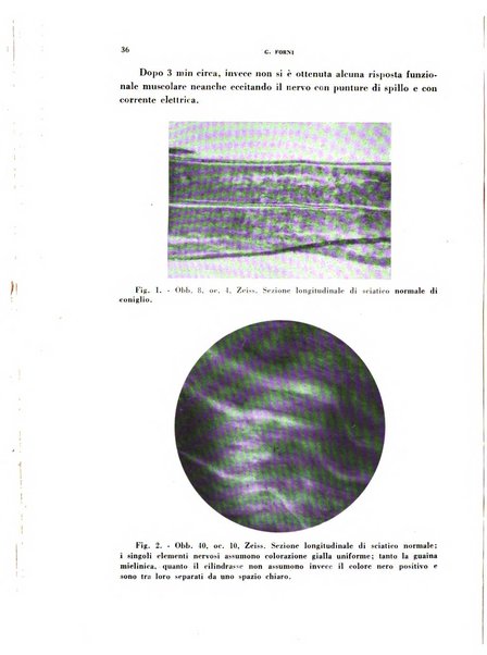 Archivio italiano di medicina sperimentale