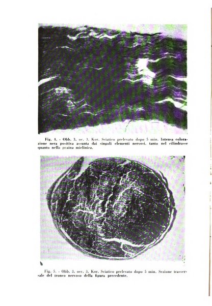 Archivio italiano di medicina sperimentale