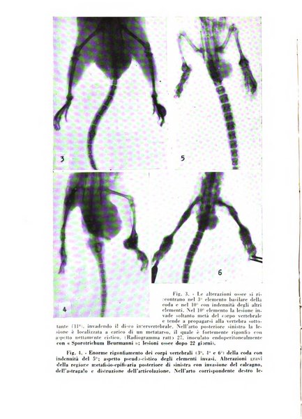 Archivio italiano di medicina sperimentale