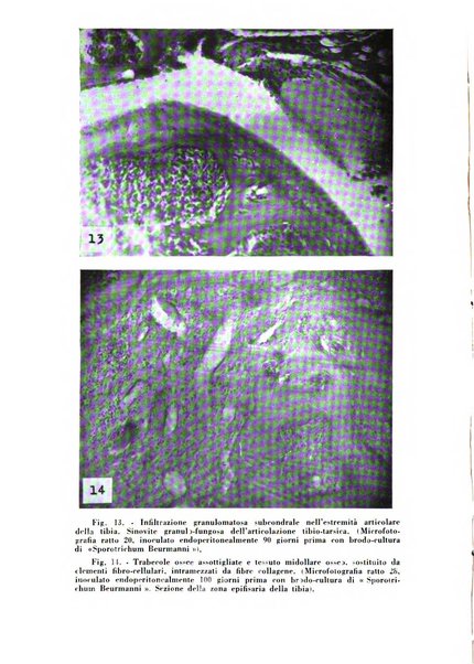 Archivio italiano di medicina sperimentale