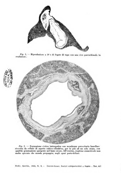 Archivio italiano di medicina sperimentale