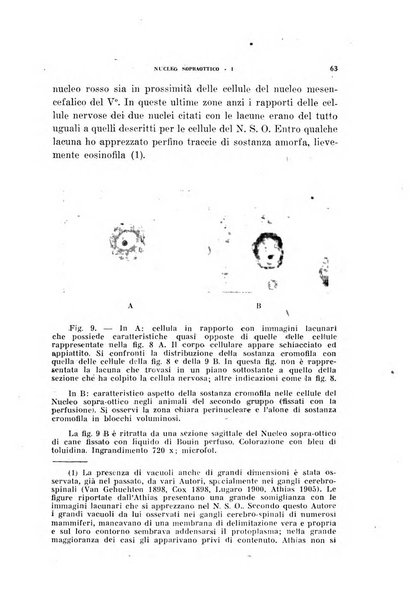 Archivio italiano di medicina sperimentale