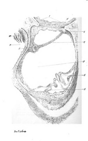 Archivio italiano di otologia, rinologia e laringologia