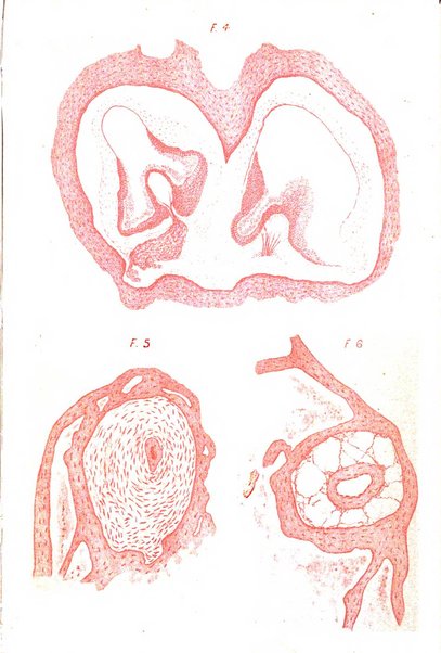 Archivio italiano di otologia, rinologia e laringologia