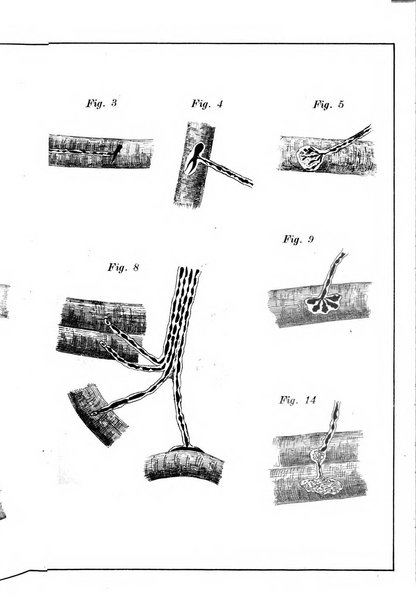 Archivio italiano di otologia, rinologia e laringologia