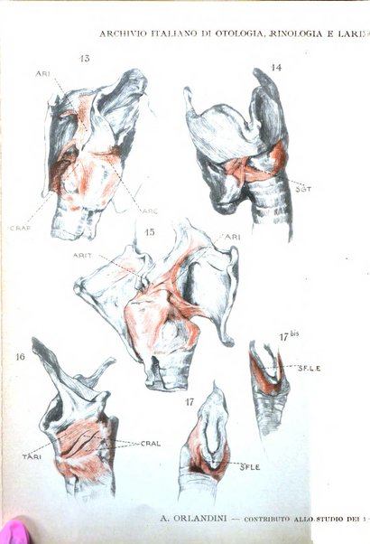 Archivio italiano di otologia, rinologia e laringologia