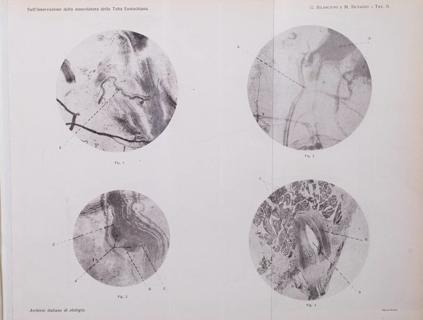 Archivio italiano di otologia, rinologia e laringologia