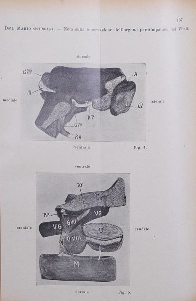 Archivio italiano di otologia, rinologia e laringologia