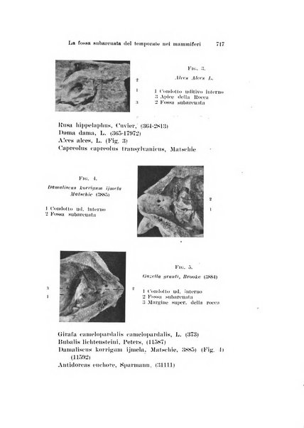 Archivio italiano di otologia, rinologia e laringologia