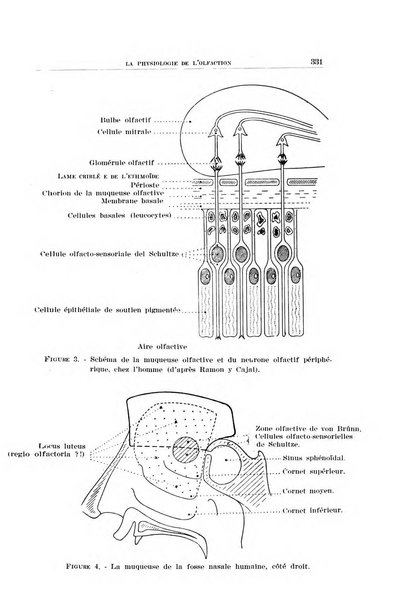 Archivio italiano di otologia, rinologia e laringologia