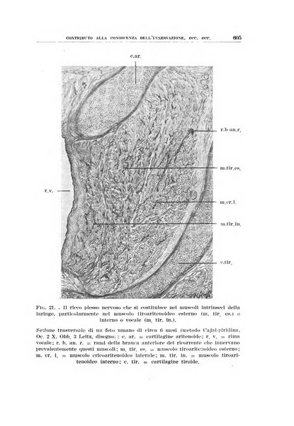 Archivio italiano di otologia, rinologia e laringologia