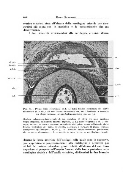 Archivio italiano di otologia, rinologia e laringologia