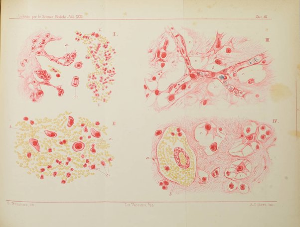 Archivio per le scienze mediche