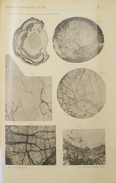 Archivio per le scienze mediche