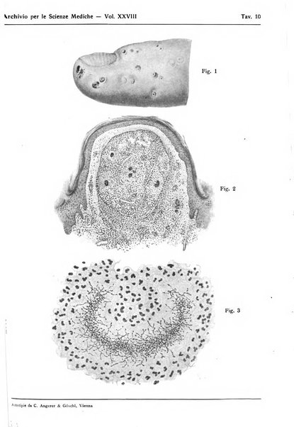 Archivio per le scienze mediche