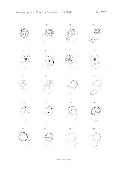 Archivio per le scienze mediche