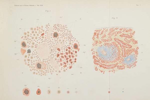 Archivio per le scienze mediche