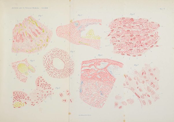 Archivio per le scienze mediche