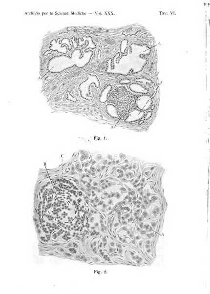 Archivio per le scienze mediche