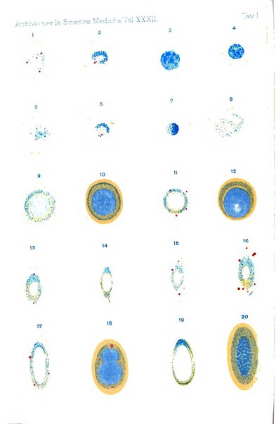 Archivio per le scienze mediche