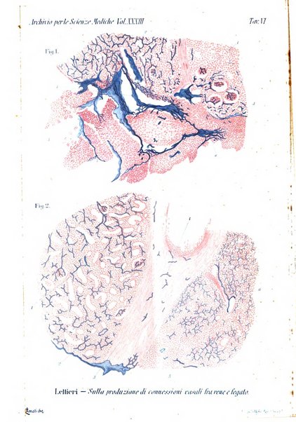 Archivio per le scienze mediche